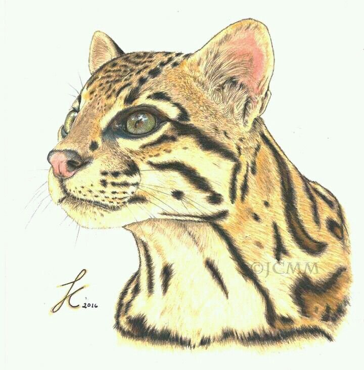 Оцелот маленький