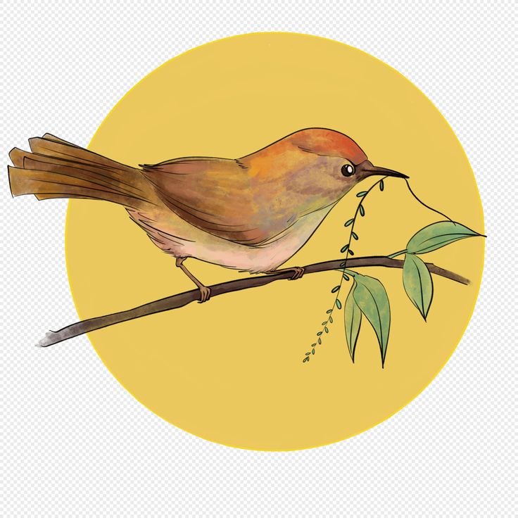 Соловей рисунок