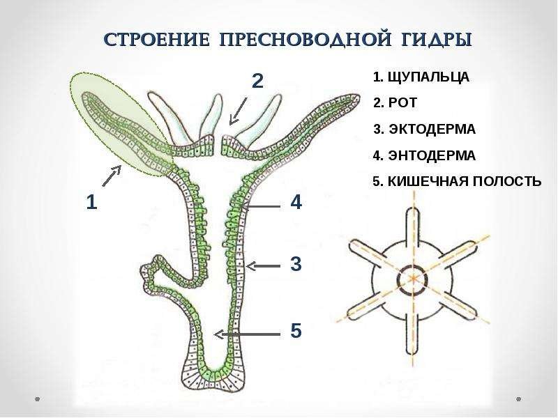 Схема строения гидры