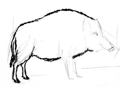 Кабан рисунок карандашом