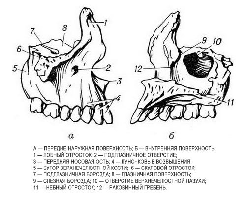 Нижнечелюстная кость в черепе анатомия