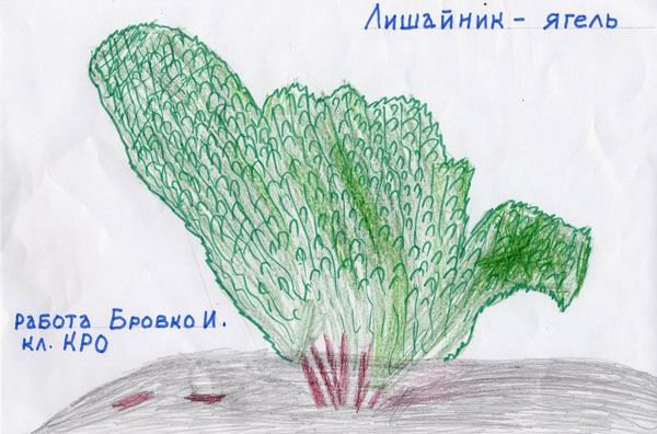 Лишайник рисунок карандашом для детей