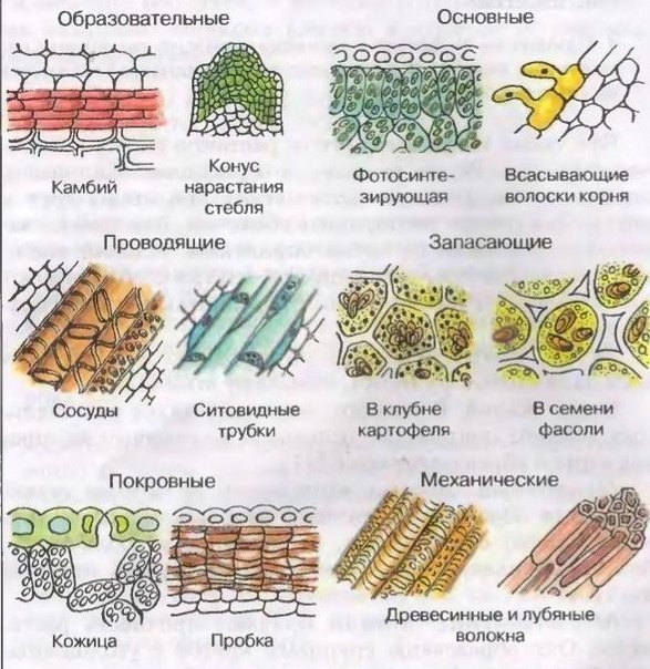 Ткани биология образовательная покровная