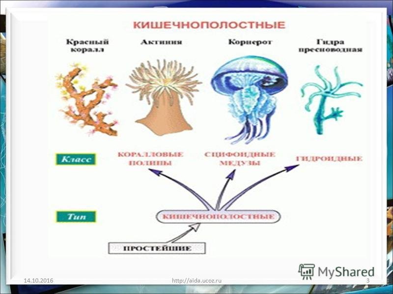 Беспозвоночные животные Кишечнополостные