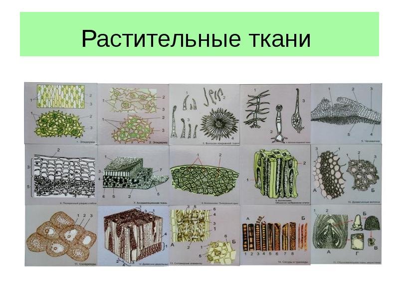 Элементы растительных тканей