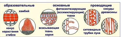 Рисунок ткани биология 6 класс