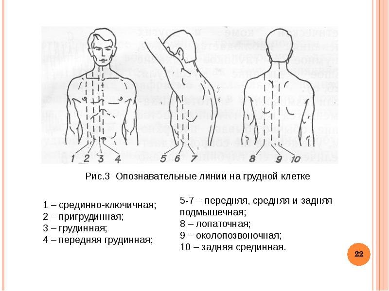 Грудная клетка спереди топографические линии