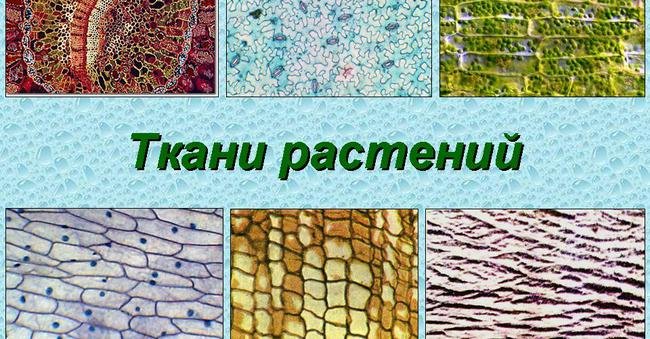 Ткани растений и животных