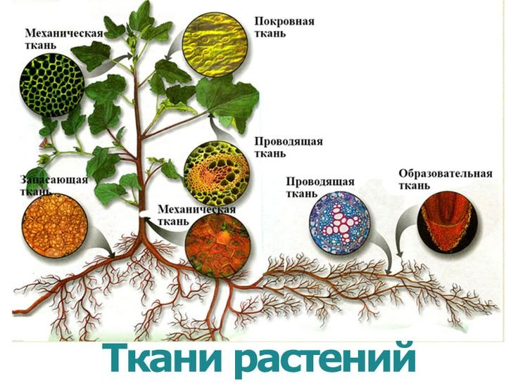 Растительные ткани растений