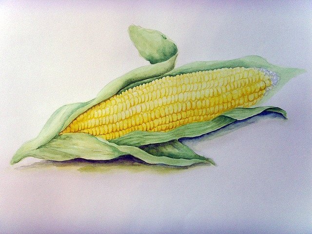 Кукуруза живопись акварель