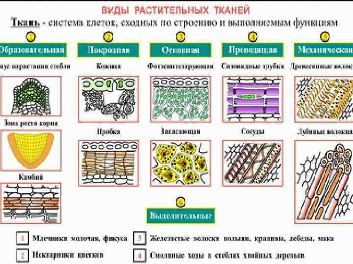 Рис .растительные ткани таблица