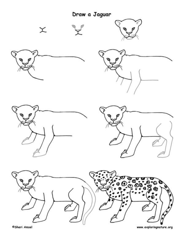 Рисование зверей