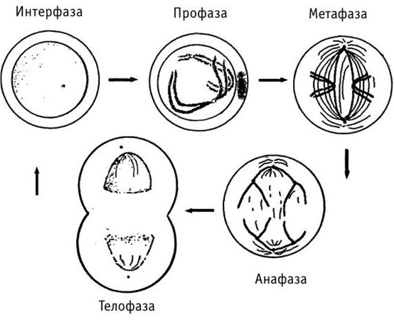 Телофаза 2 митоза