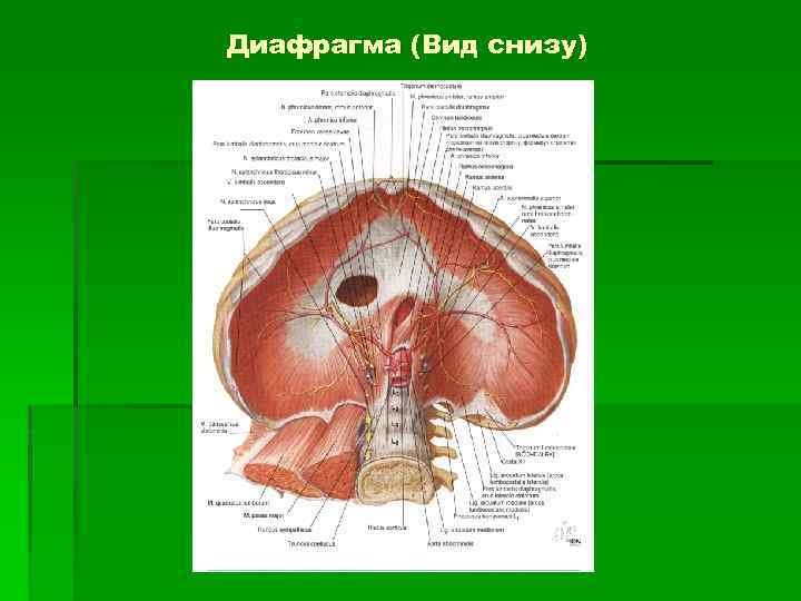 Диафрагма анатомия