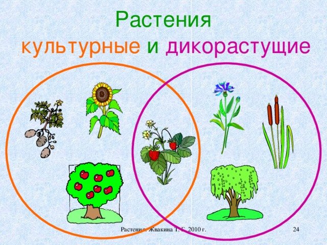 Дикие и культурные растения