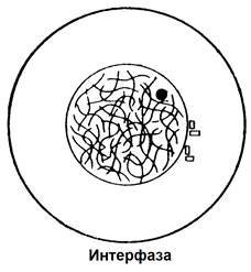 Интерфаза митоза рисунок