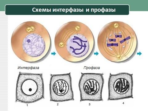 Интерфаза схема клетки и процессы