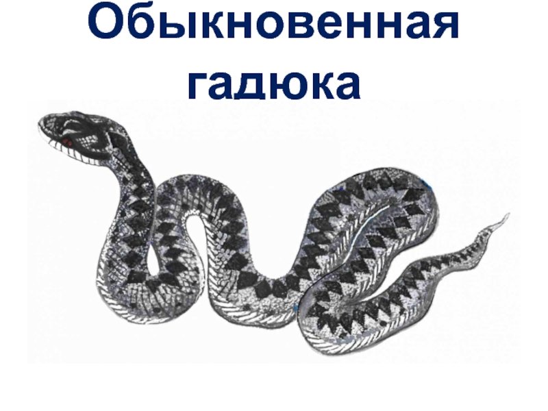 Гадюка обыкновенная рисунок