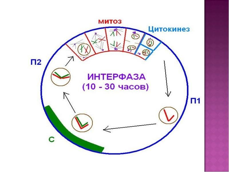 Клеточный цикл интерфаза и митоз