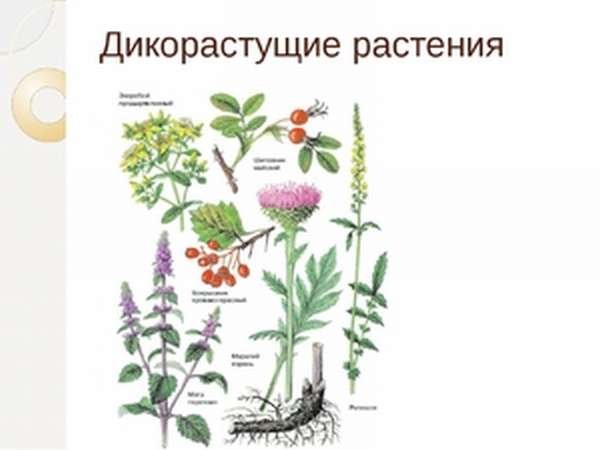 Дико растушиерастения
