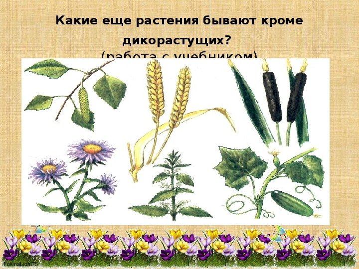 Дикорастущие и культурные растения