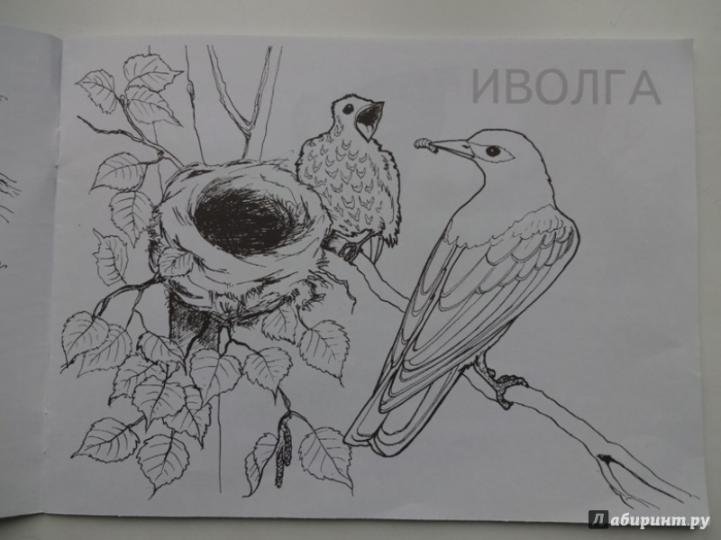 Иволга птица раскраска