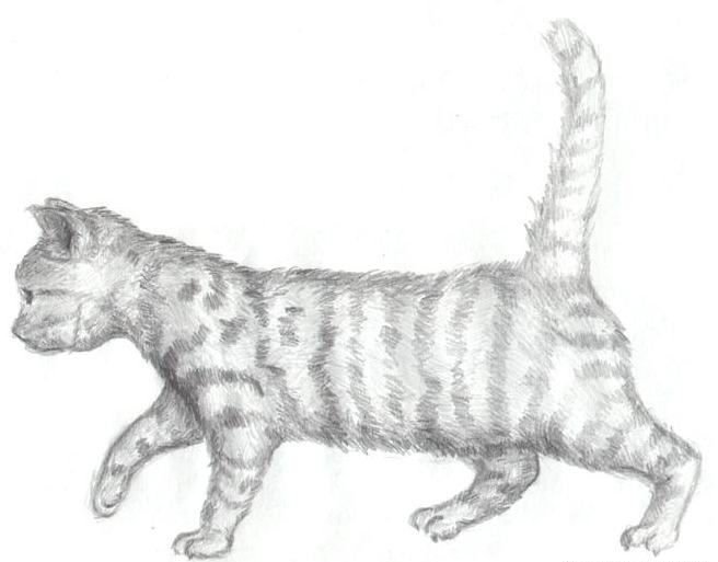 Кот вид сбоку рисунок