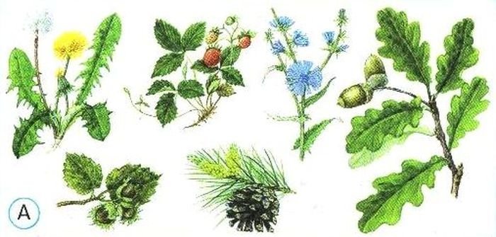 Растения возле школы рисунок