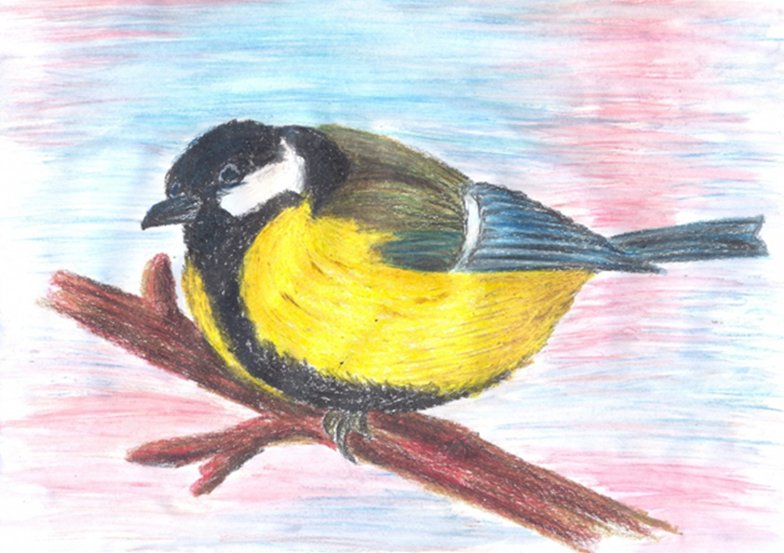 Рисование птицы синицы