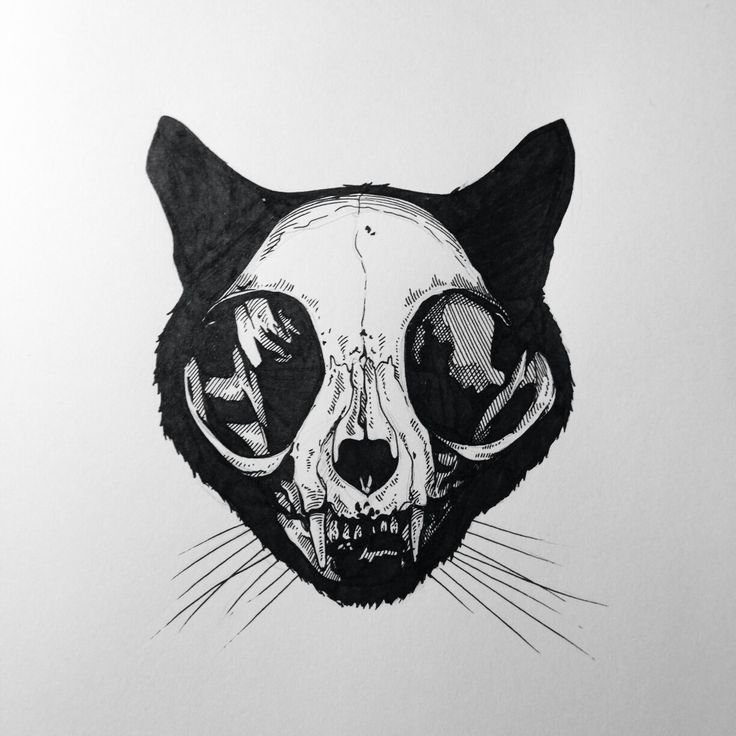Зарисовка кота с черепом
