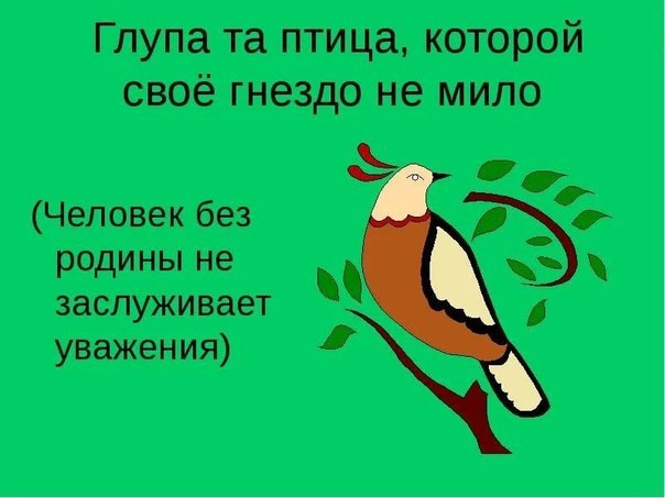 Глупа та птица которой