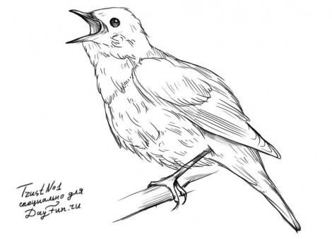 Соловей карандашом