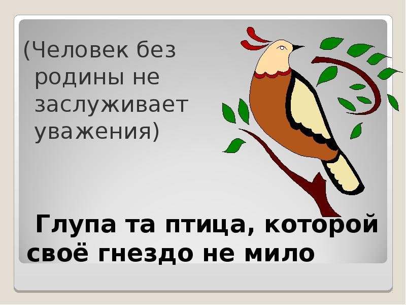 Глупа та птица которой