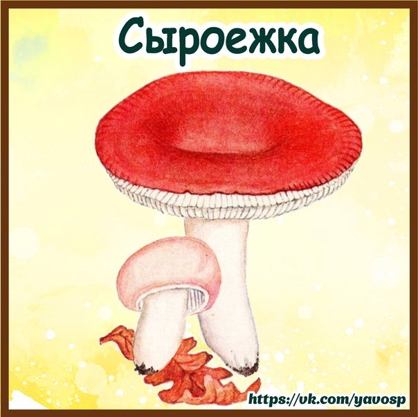 Сыроежка гриб рисунок