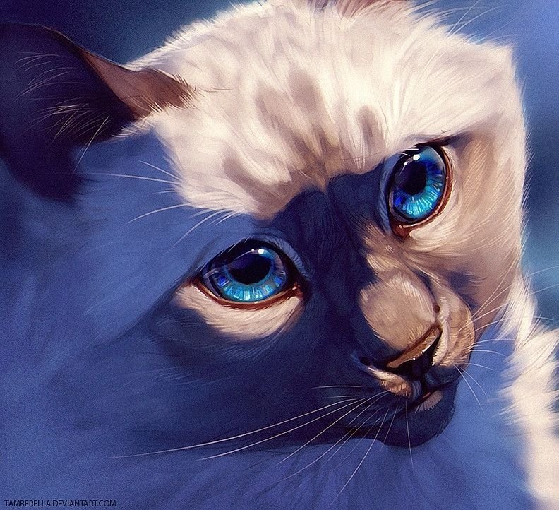 Коты Воители белый кот с голубыми глазами