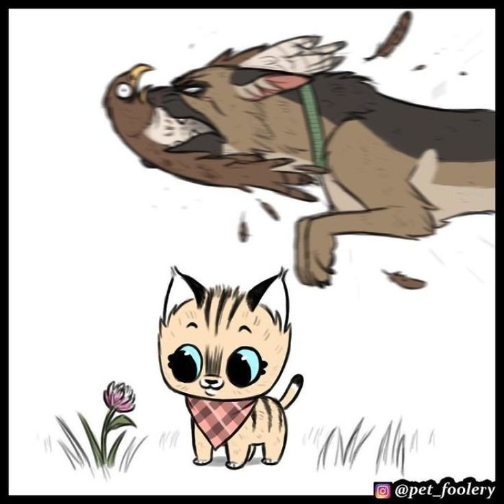 Котёнок Пикси и брут