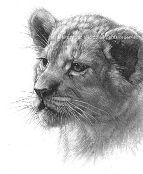 Лев рисунок