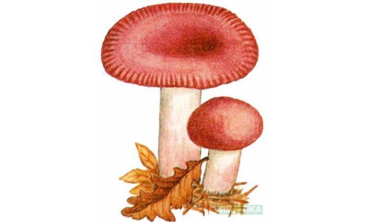 Волнушки грибы