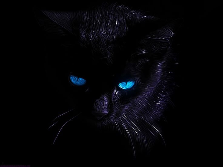 Чёрный кот
