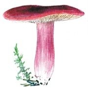 Рисунок грибов сыроежки
