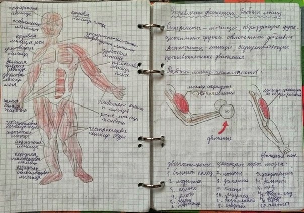 Анатомия конспекты с рисунками