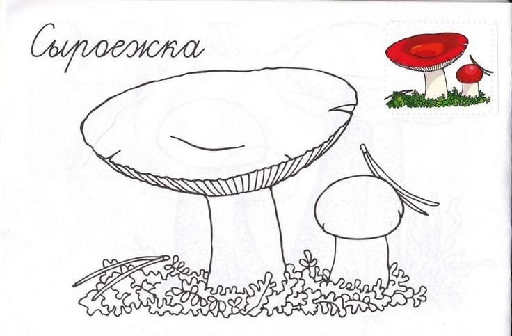 Раскраска гриб сыроежка