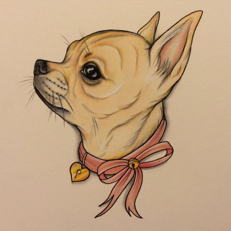 Чихуахуа рисунок