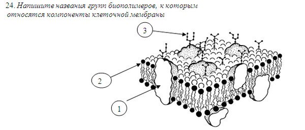 Строение мембраны клетки рисунок