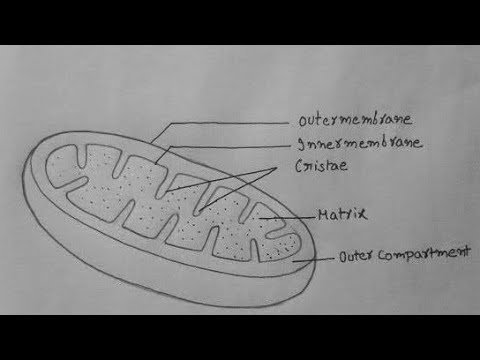 Митохондрии строение карандашом