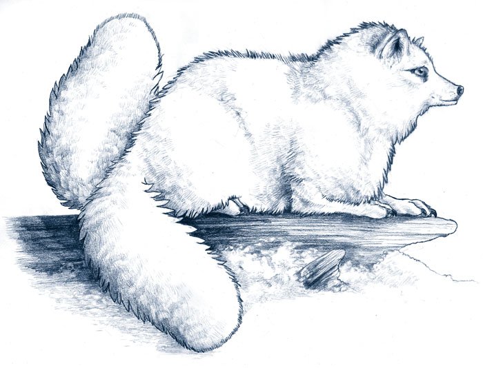 Легкий рисунок песца