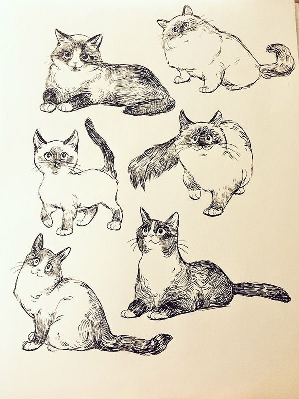 Кошка скетч
