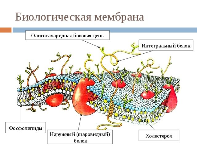 Схема строения плазматической мембраны биохимия