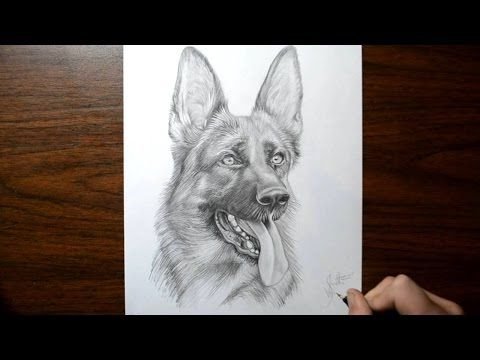 Собака рисунок карандашом