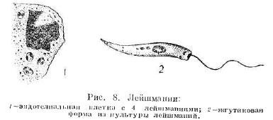 Кожные лейшмании строение